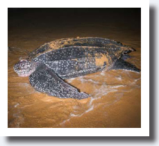 leatherback turtle loggerhead turtle olive ridley turtle - photo 8