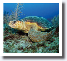 loggerhead turtle olive ridley turtle Goldring-Gund Marine Biology - photo 9