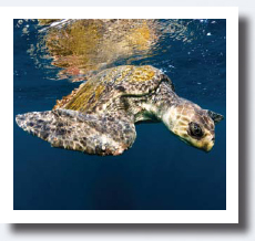 olive ridley turtle Goldring-Gund Marine Biology Station in Las Baulas - photo 10