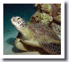 green turtle hawksbill turtle Kemps ridley turtle leath - photo 5