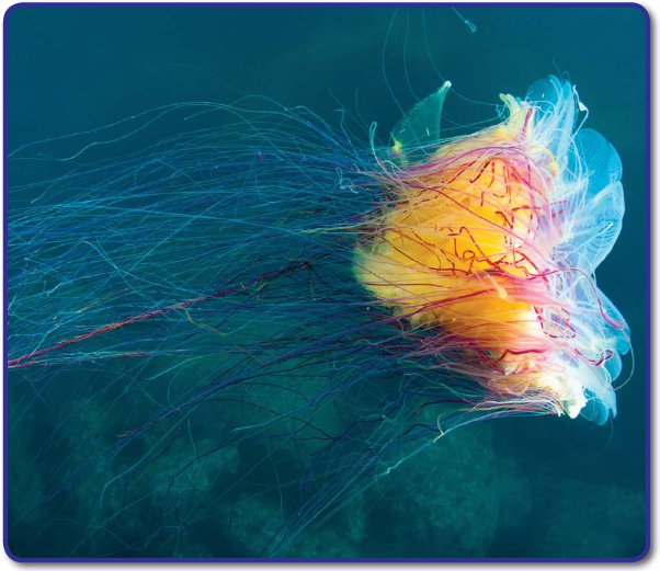 The lions mane jellyfish is the worlds largest jellyfish It is a favorite food - photo 13