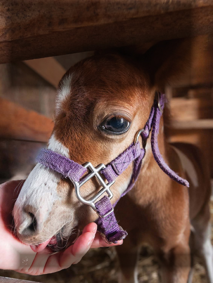 Mini horses are known for showing gentle affection toward humans for horses - photo 12