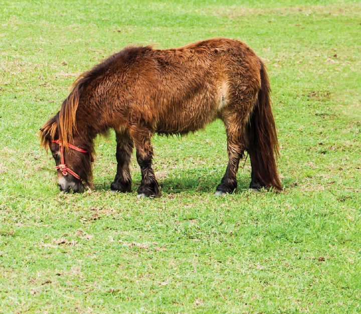 Mini horses can be a variety of colors Some are spotted Some have patches - photo 18