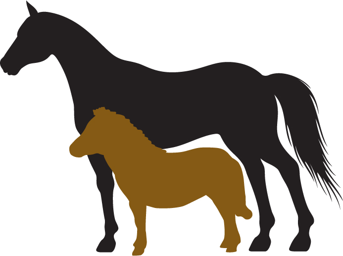 The miniature horse size happened over a long period of time For generations - photo 5