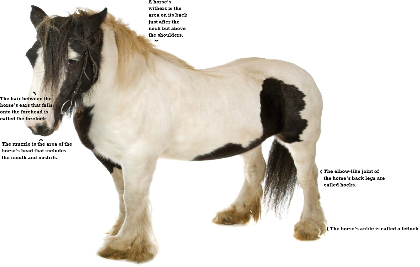 Knowing the correct words for the different parts of a horse is an important - photo 8