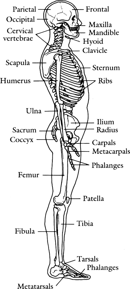 Fig 2 Side view Rear view A joint is where two bone ends come together - photo 2