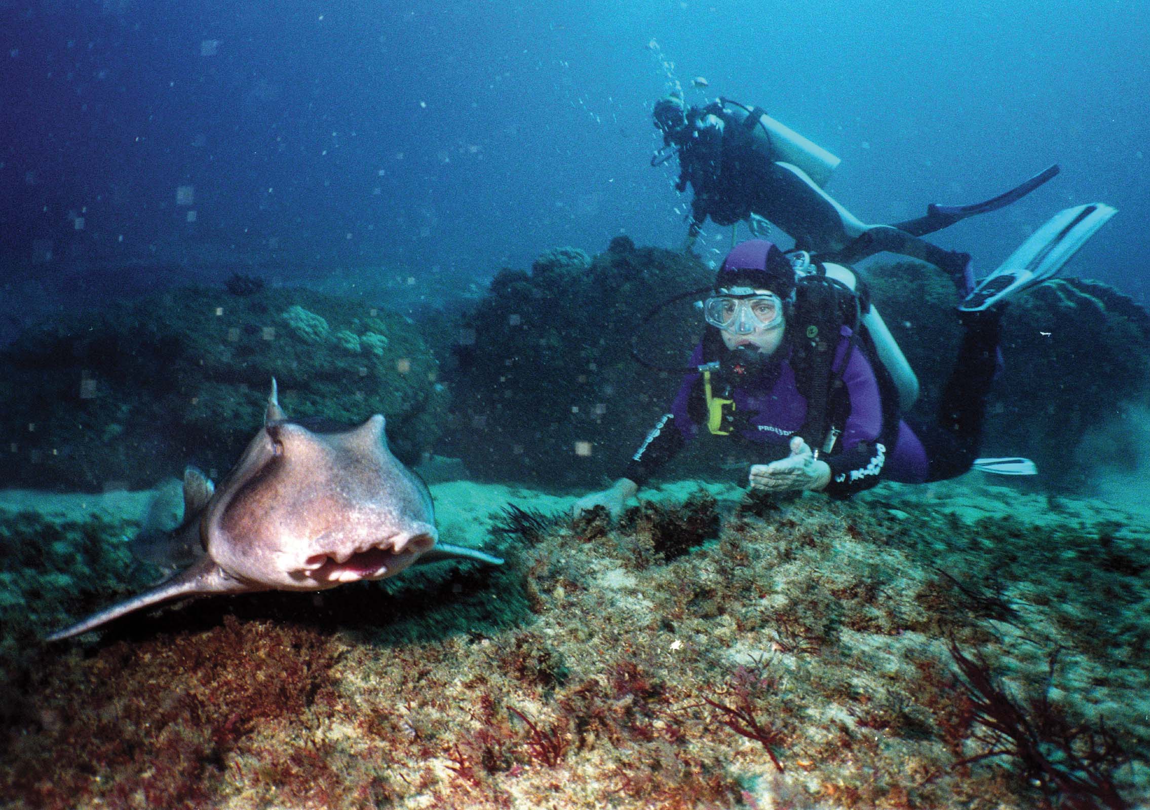 Sylvia Earle dived 65 feet 20 meters underwater near Marouba Australia to - photo 2