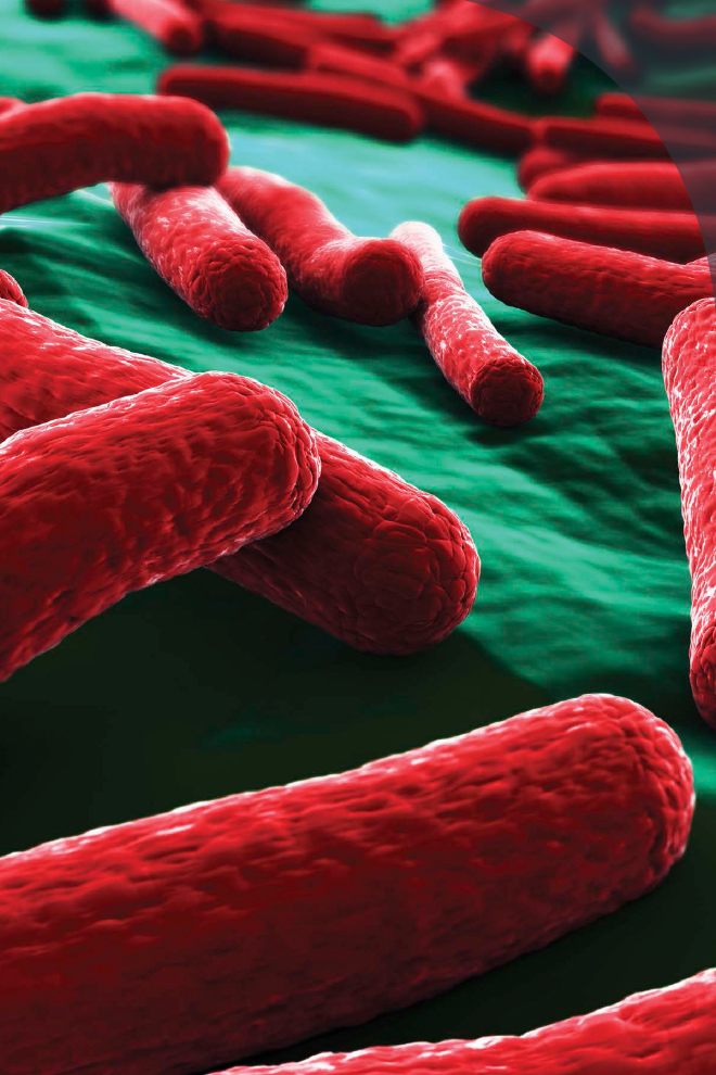 E coli sickens more than 250000 people a year in the United States alone - photo 3