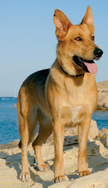 Large dog breeds such as this German Shepherd can be quite expensive to keep - photo 5