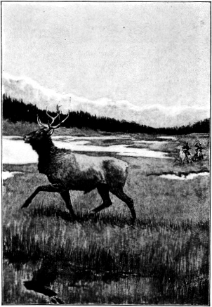 A WOUNDED BULL ELK Copyright 1896 1897 1907 by H ARPER B ROTHERS - photo 2