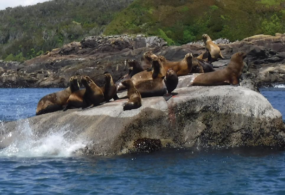 Wildlife Ral Marn Balmaceda is a paradise for wildlife watchers where - photo 9