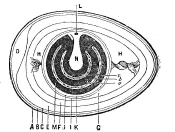 Referring to the cut A is the shell B is the membrane adhering to the shell - photo 9