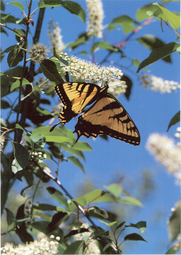 Butterflies of Houston Southeast Texas John Gloria Tveten - photo 1