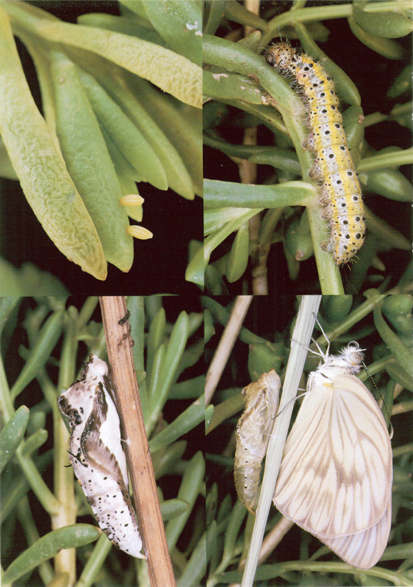 A great southern white Ascia monuste completes its entire life cycle in a - photo 3