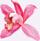 Authors foreword Orchids are often thought to be difficult to grow and almost - photo 4