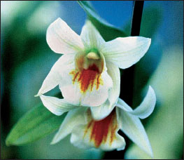 Dendrobium draconsis belongs to a large and varied genus of orchids A number - photo 6