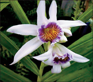 Thunia Gattonense a well-established epiphytic orchid has beautiful foliage - photo 7