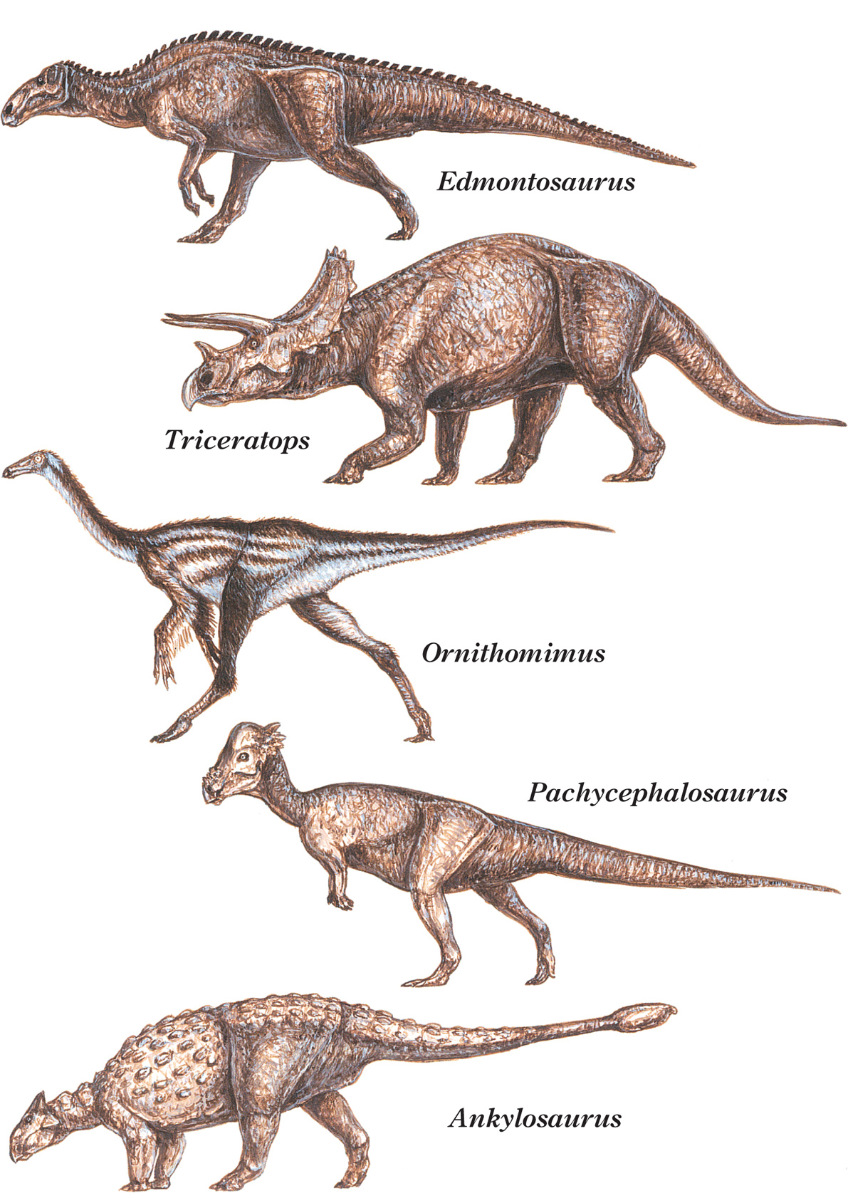 With each bite the T rex rips off a chunk of Edmontosaurus meat and bone T - photo 14