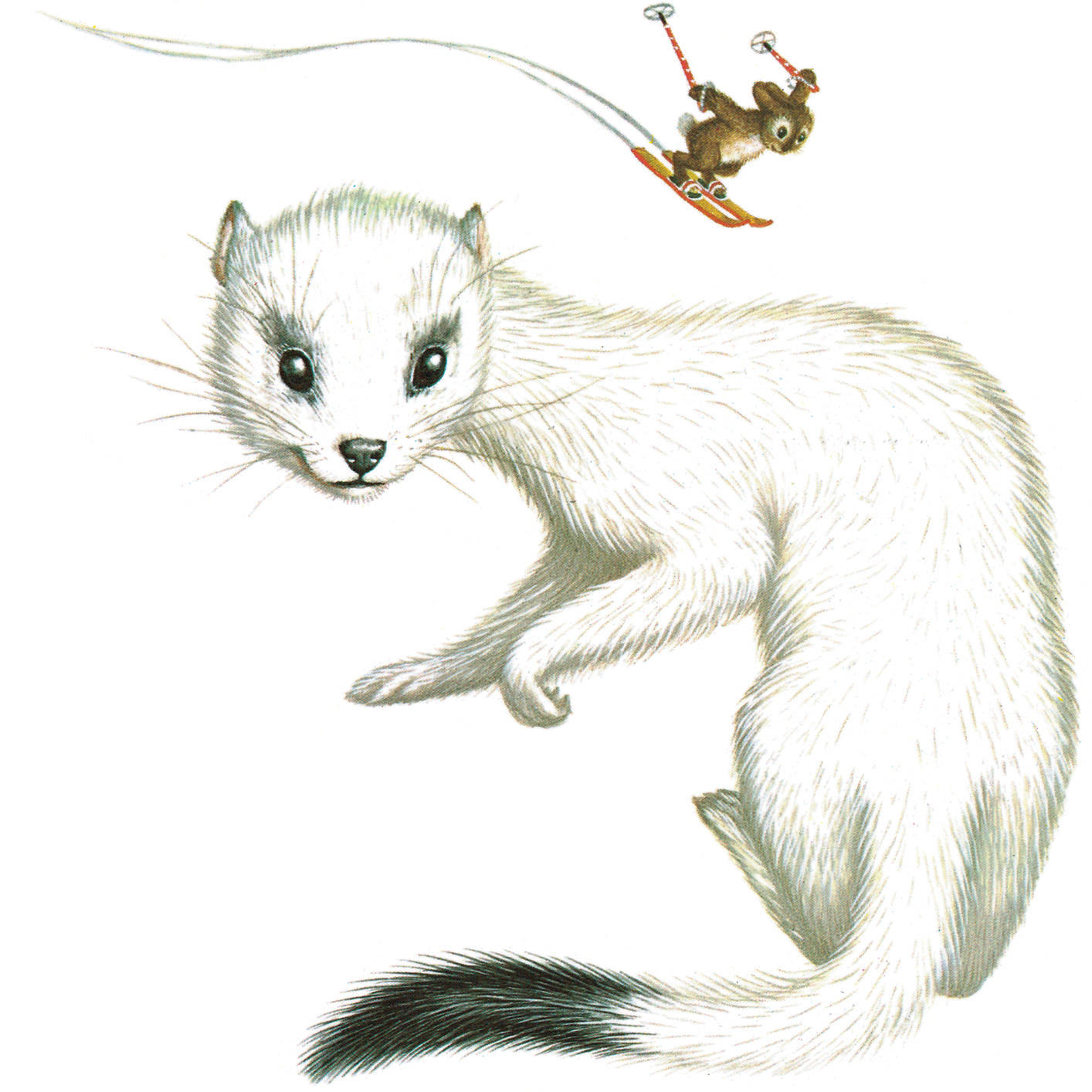 Ee for ermine - photo 16