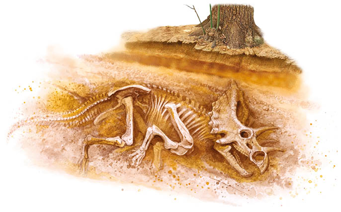 Bones covered by layers of sediment and exposed to water and millions of years - photo 10