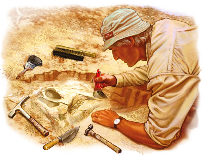 What does a palaeontologist do Palaeontologists study prehistoric extinct - photo 12