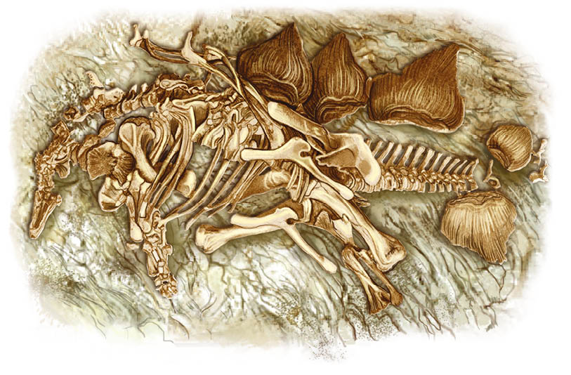 A fossilised Stegosaurus exposed after the removal of sediment layers A - photo 13