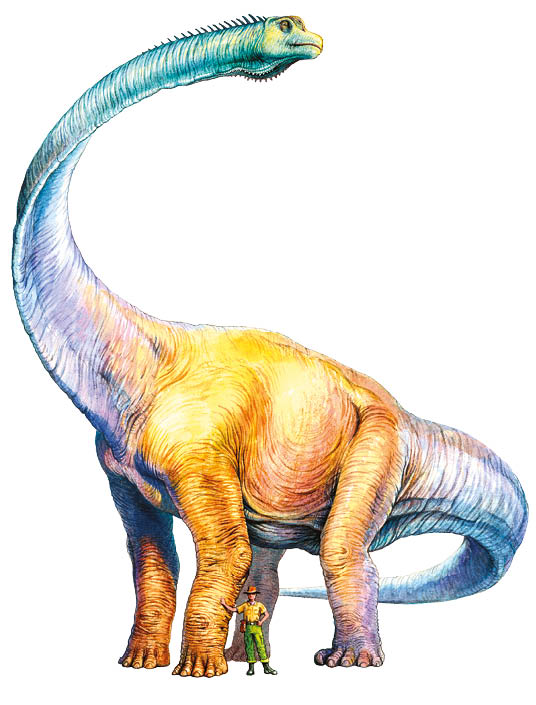 Futalognkosaurus Whats new Amongst the most important discoveries of recent - photo 16