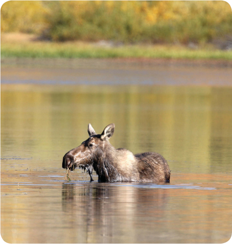 Moose are very good swimmers They can stay underwater for up to a minute Some - photo 16