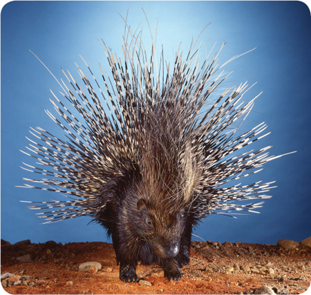 Be careful around porcupines Their quills can grow up to a foot long They are - photo 19