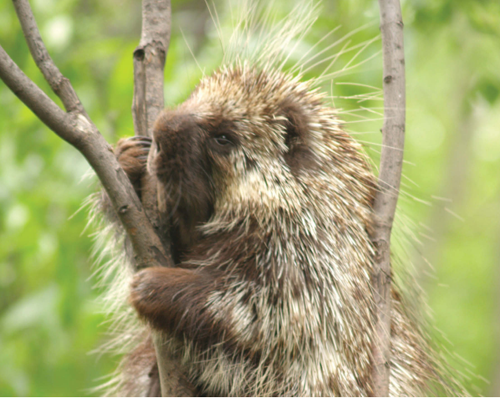 Besides being good swimmers porcupines can climb Some can climb 100 feet up - photo 20