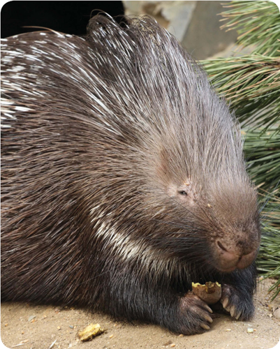 Porcupines are actually large rodents They are related to mice and gerbils - photo 22