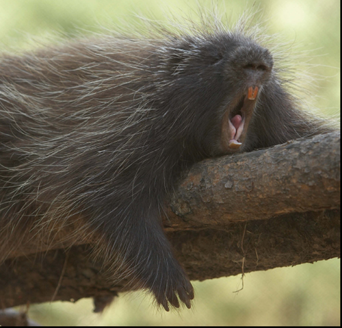 Porcupines are nocturnal like many rodents This means they are awake at night - photo 23