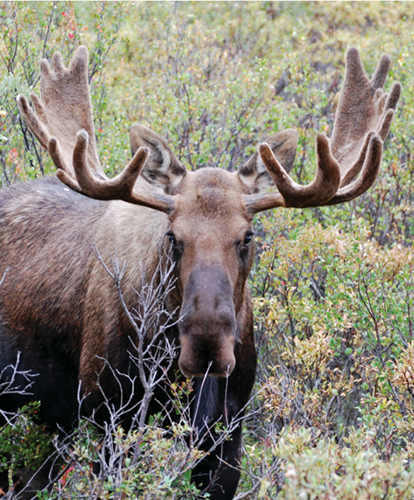 Moose are large mammals Some are seven feet tall That does not include their - photo 12