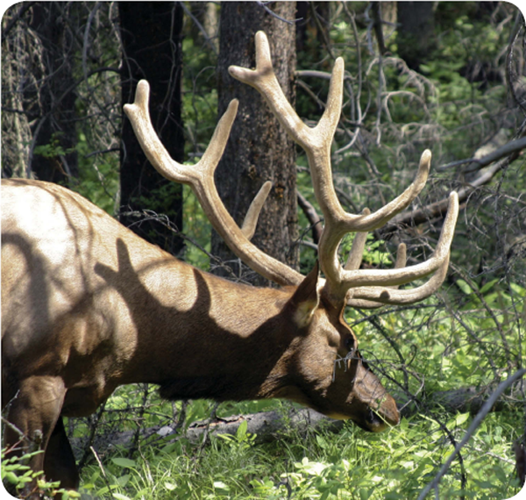 Moose are large mammals Some are seven feet tall That does not include their - photo 13