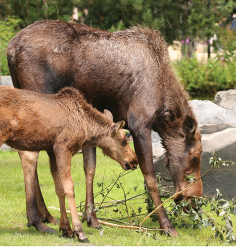 Male moose are called bulls Female moose are called cows Baby moose are - photo 14