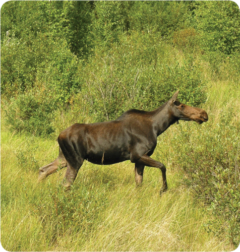 Moose have long legs that help them run fast They can trot at a speed of 35 - photo 15