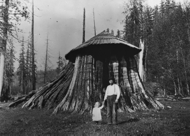 Typical cedar stump house vintage photograph RAILROAD TIMELINE July 1 1862 - photo 4