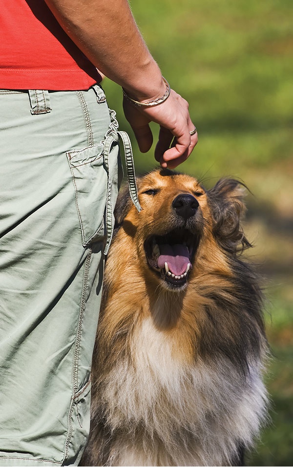 With time patience and training you can have a well-behaved dog 8 Chewing - photo 2