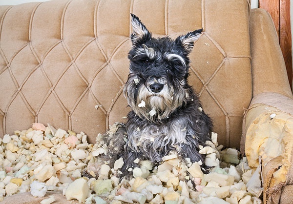 Dogs chew destructively for all kinds of reasons including boredom stress - photo 3