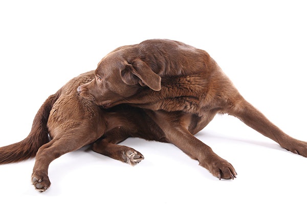 One reason a dog may chew at himself is to relieve an itch caused by mites or - photo 4