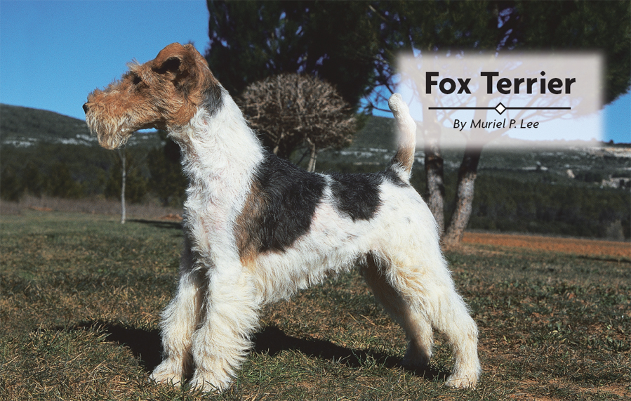 Fox Terrier - image 2