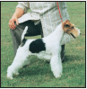 Fox Terrier - image 5