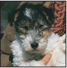 Fox Terrier - image 6