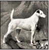 Fox Terrier - image 3