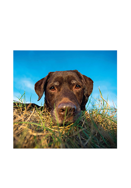 THE LABRADOR RETRIEVER is surely one of the most loved and respected pedigree - photo 6