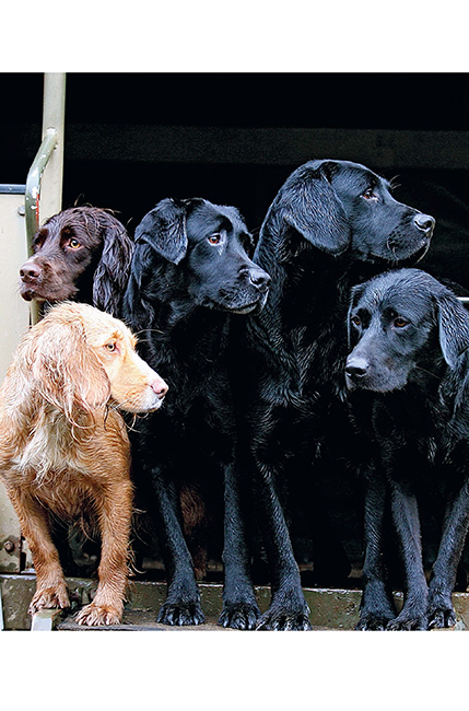 THE LABRADOR RETRIEVER is surely one of the most loved and respected pedigree - photo 7