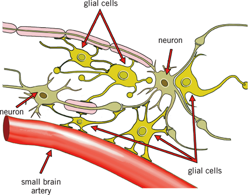 Glial cells supporting neurons in the brain The blood vessels that supply - photo 5