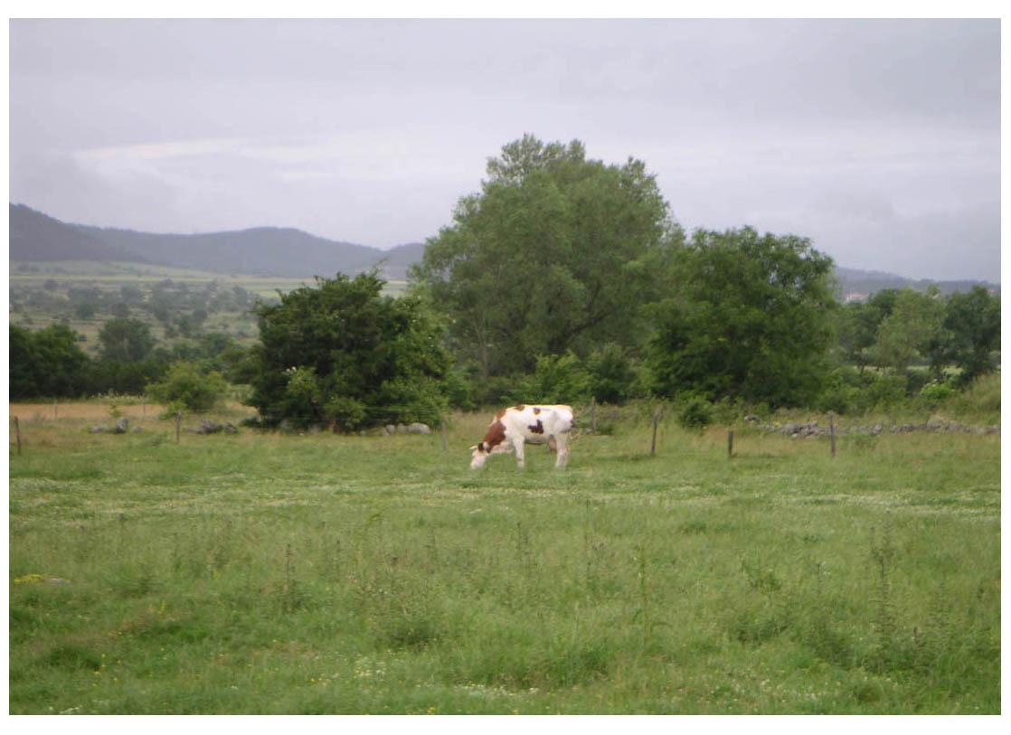 Camino de Santiago - photo 12