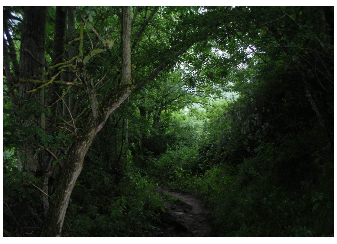 Camino de Santiago - photo 17