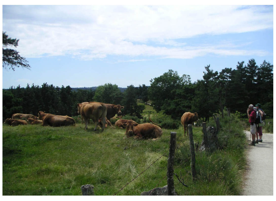 Camino de Santiago - photo 29